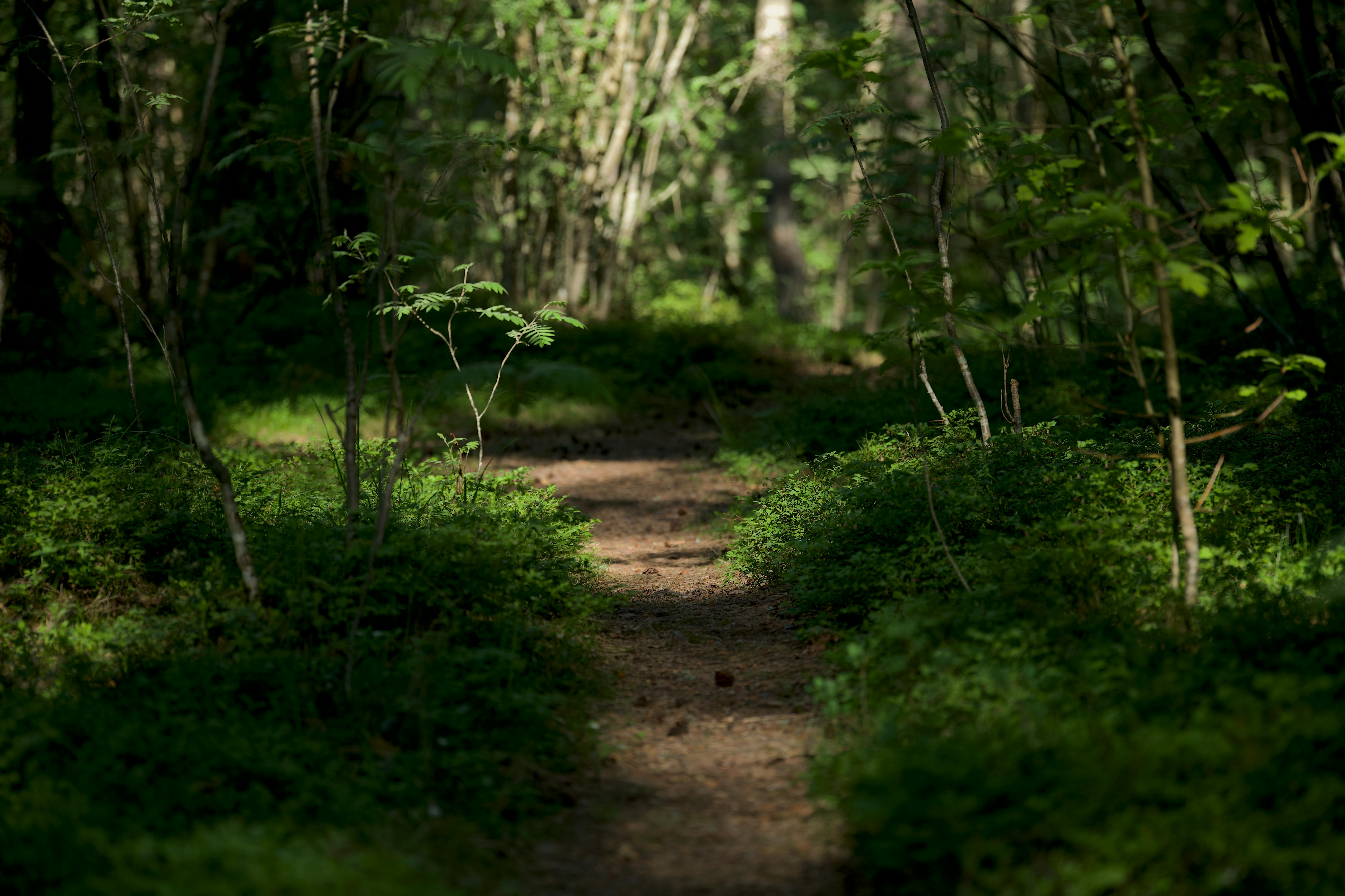 pexels-lauri-poldre-17069846